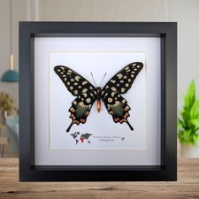 Pharmacophagus papilio