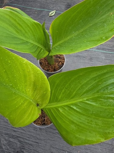 Cannova rose canna lily - cannova, 1
