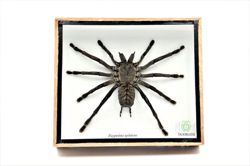 Real giant tarantula eurypeima - real,