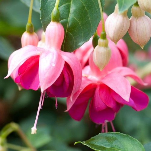 Fuchsia garden news - fuchsia, |