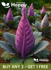 Pointed Red Cabbage Kalibos -