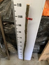 Blackthorn SHANK WALKING STICK