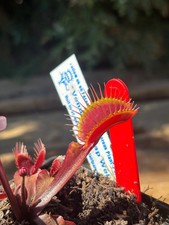 Venus Fly Trap Weinrot