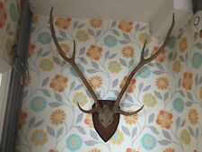 Antique Taxidermy  Red Deer Stag Antlers Uniform Mounted On Shield