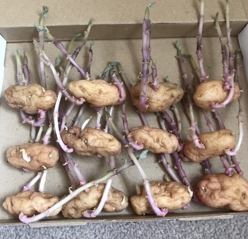12x chitted sprouted organic - chitted,