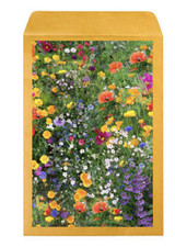 2000 seeds wild flower - wild,
