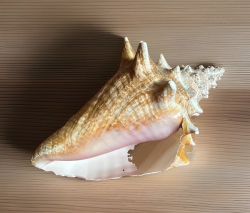 Beautiful queen conch - beautiful,