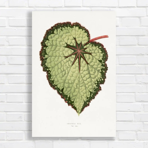 Begonia rex leaf - begonia,