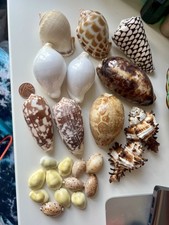 Collection Of Seashells