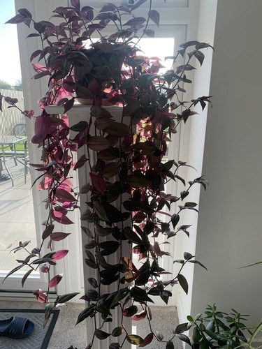 Tradescantia nanouk pink - tradescantia,