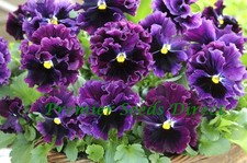 FLOWER PANSY WINTER FLOWERING