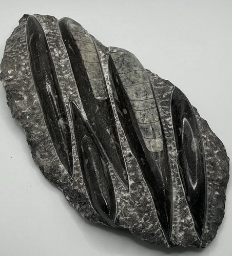 Orthoceras multi rough form - orthoceras,