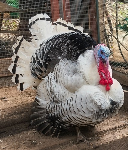 Turkey eggs combination - turkey,