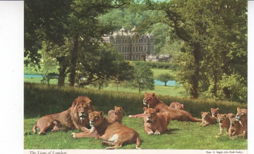 Postcard the lions of - lions,