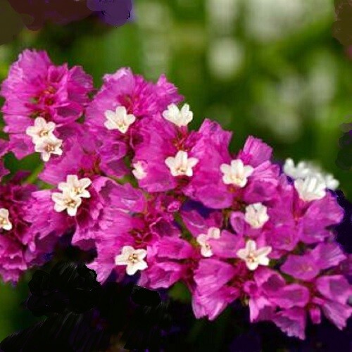 Limonium sinuatum rose - limonium,