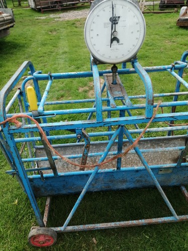 Sheep weighing scales - ,