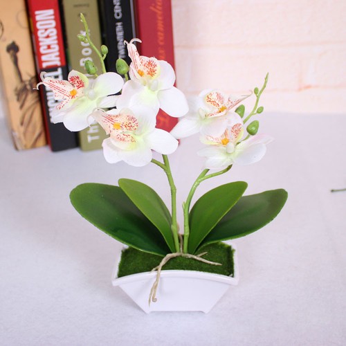 White artificial phalaenopsis - artificial,