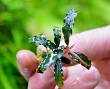 Bucephalandra species - Live