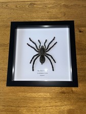 Cobalt Blue Tarantula Spider  in Box Frame Taxidermy Insect Art