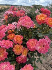 Miniature patio rose plant ‚Mandarin’ bare root