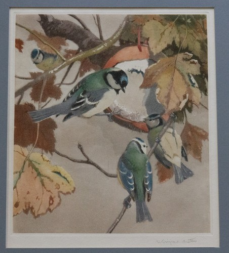 Winifred austen great tit - winifred,