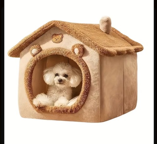 Pet cat kitten dog - cat,