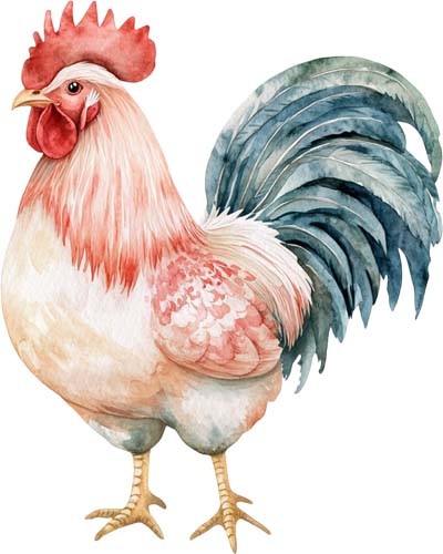Watercolour rooster kitchen - rooster,