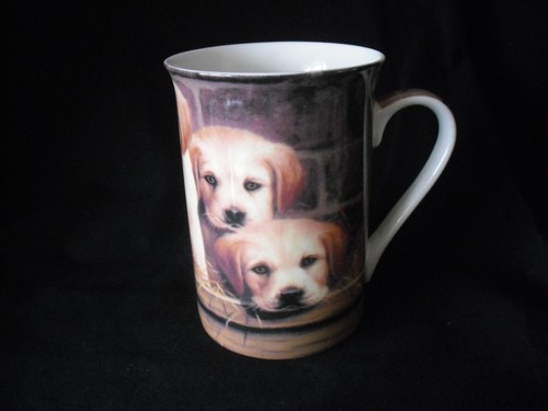 Labrador puppies fine bone - puppies,