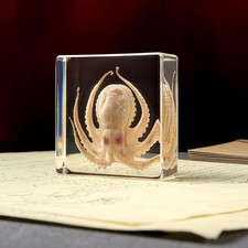 Taxidermy Octopus Insect in