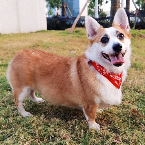 New dog bandana collar cat - bandana, collar-cat