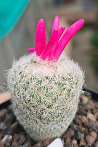 Epithelantha ilariae - epithelantha,