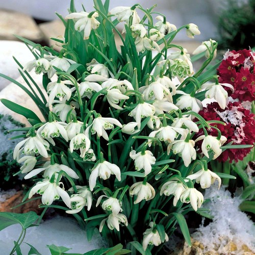 100 double snowdrops - 1-100,