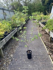 Acer Campestre Field Maple