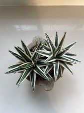 Agave Victoria-Reginae 'White Rhino' Variegated collectors succulent/cactus