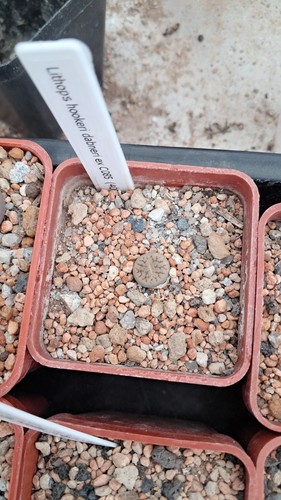 Lithops hookeri dabneri - , ex