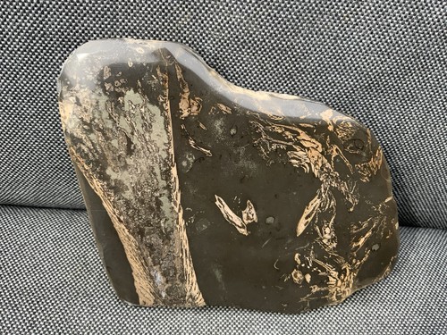 Rare fossil fish bones - fish,