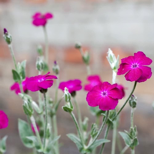 Organic rose campion - rose, lychnis