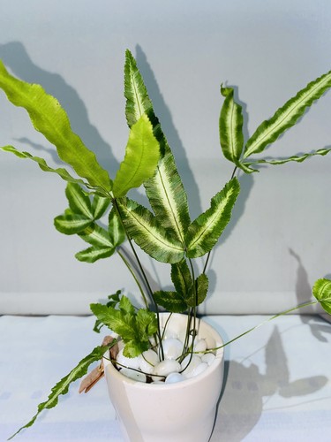 Pteris cretica albolineata - pteris,