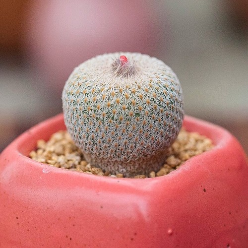 3cm succulent cactus plant - cactus,