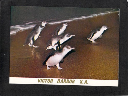 B0633 australia victor - b0633,