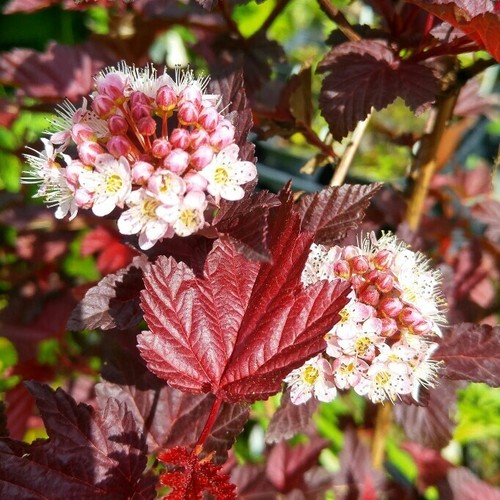 Physocarpus lady red in - physocarpus, red'