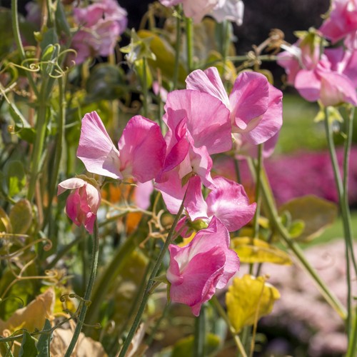 Sweet pea mammoth - sweet, rose