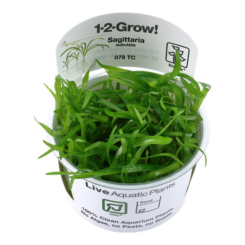 Tropica live aquarium plants - tropica,