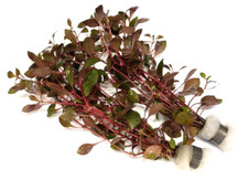 2x Ludwigia Mini "Super Red"