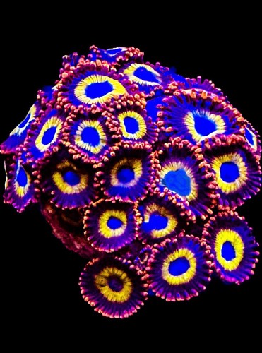 Live coral zoa fruit - zoa, 4-5