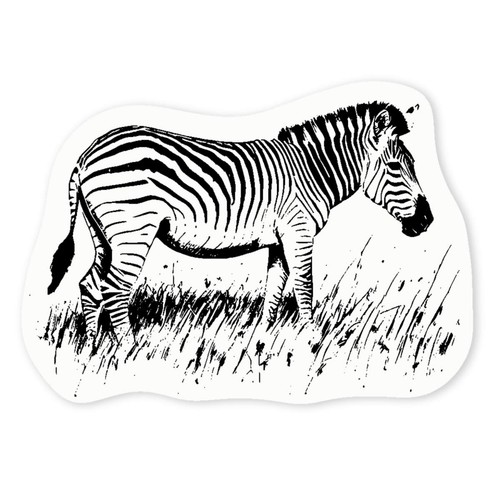 Zebra grazing grass - on, clear