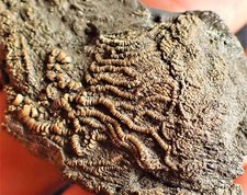 Crinoid fossil with complete 3D head (63 mm) Jurassic Coast Fossils UK Charmouth