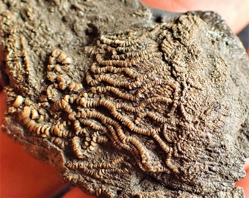 Crinoid fossil with complete