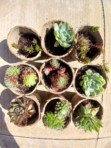 Hardy serperviviums mixed - hardy,