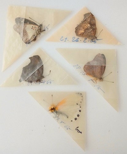 Butterflies x5 papered - m/fm,